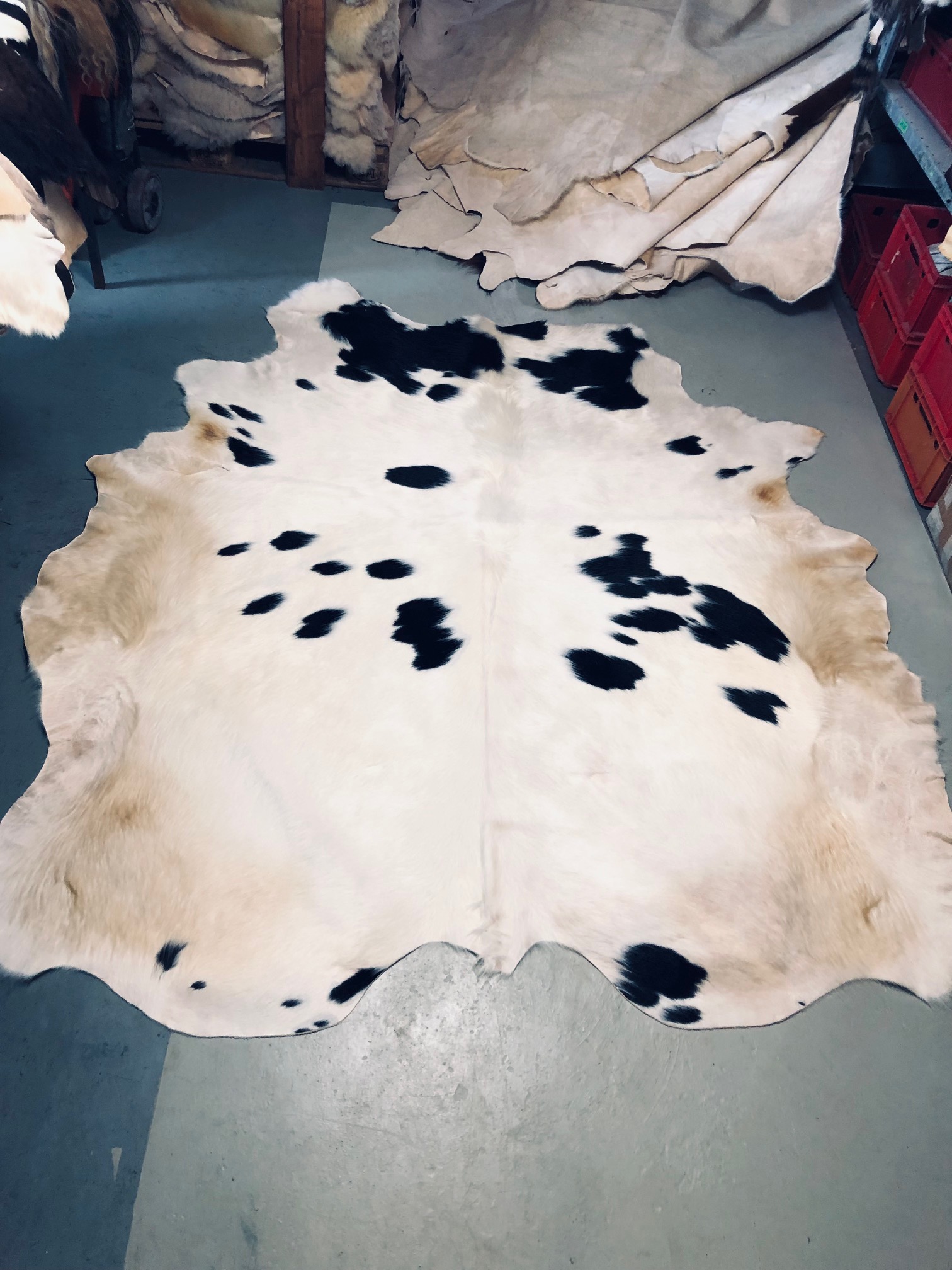 Chromfrei gegerbtes Rinderfell – schwarz-weiß – 230 x 195 cm - Nr 015