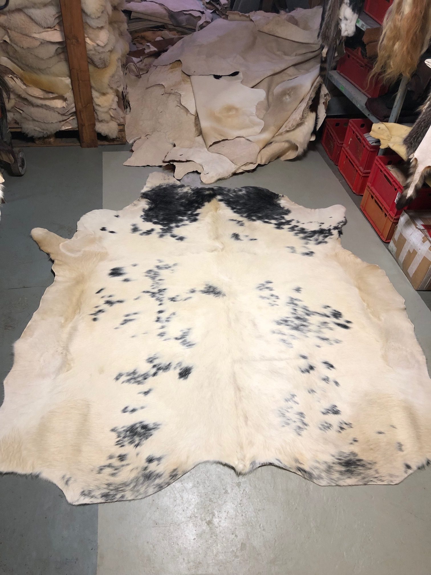 Chromfrei gegerbtes Belgier-Fell – blau – 230 x 210 cm - Nr 021