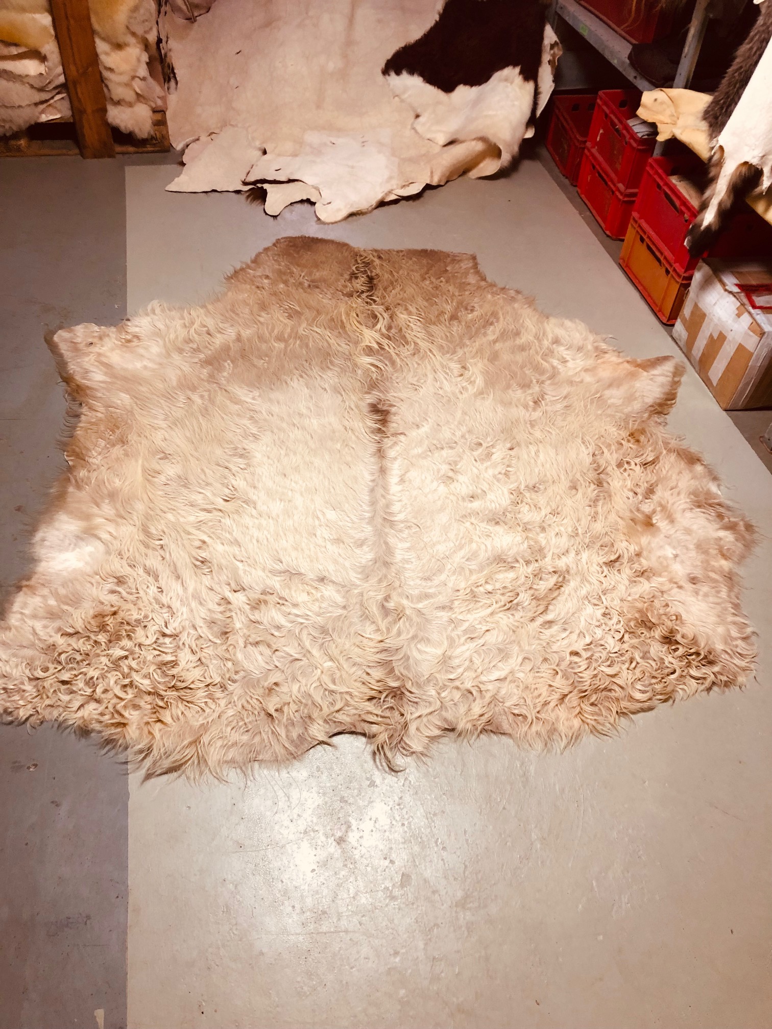 Chromfrei gegerbtes Galloway-Fell – cremeweiß – 200 x 170 cm - Nr 023