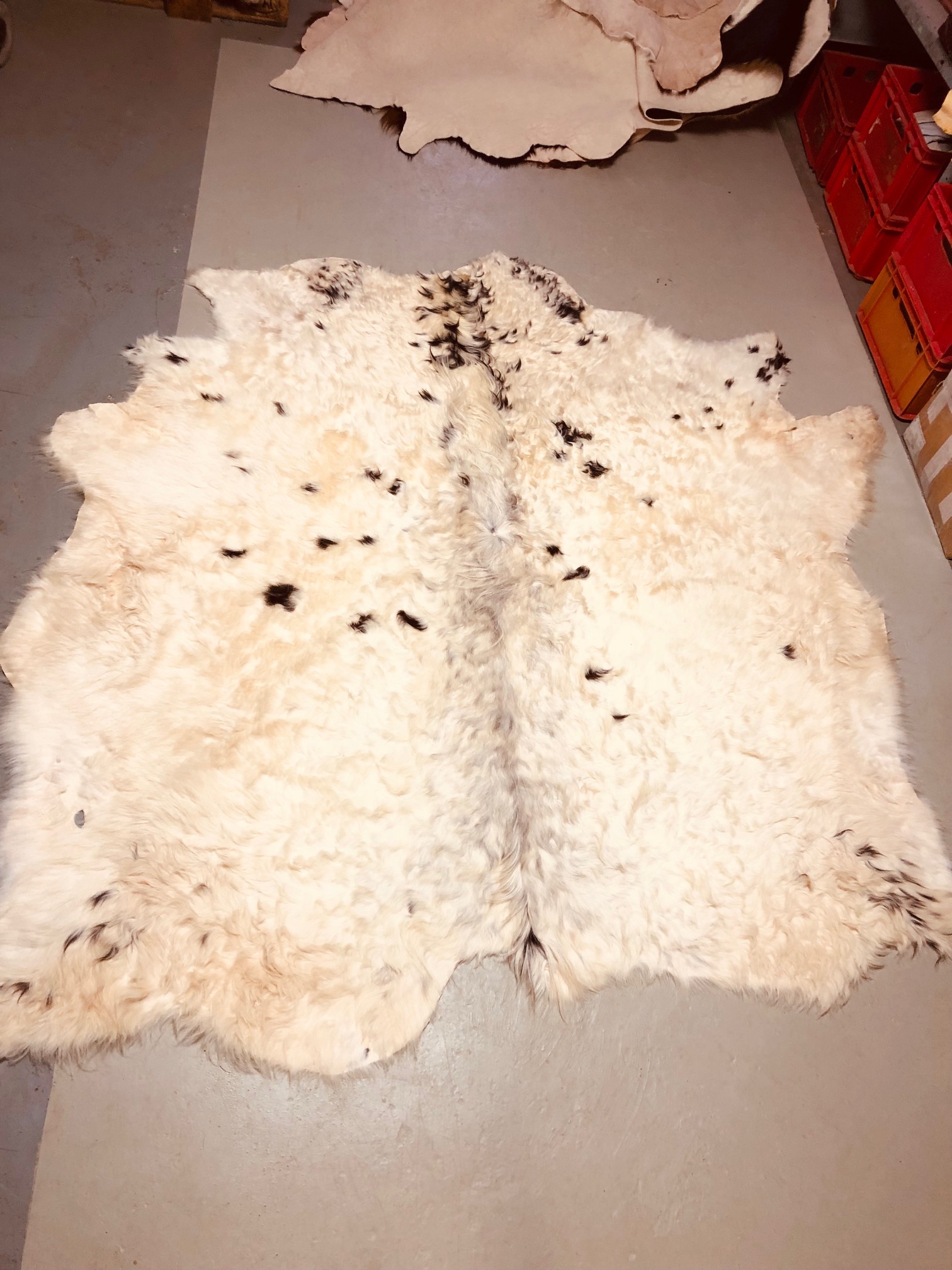 Chromfrei gegerbtes Galloway-Fell – scharz/weiß – 180 x 165 cm - Nr 026