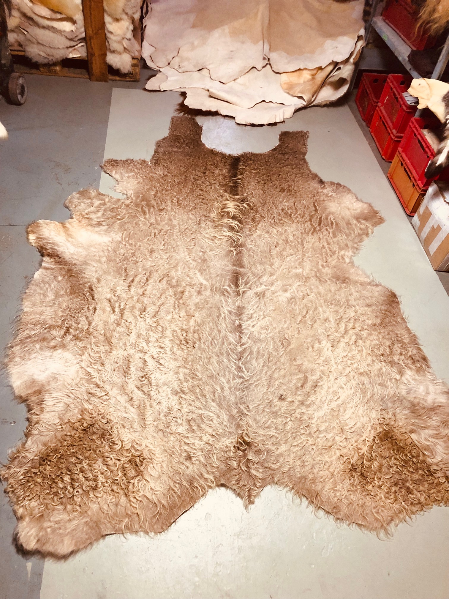 Chromfrei gegerbtes Galloway-Fell – grau – 245 x 195 cm - Nr 031