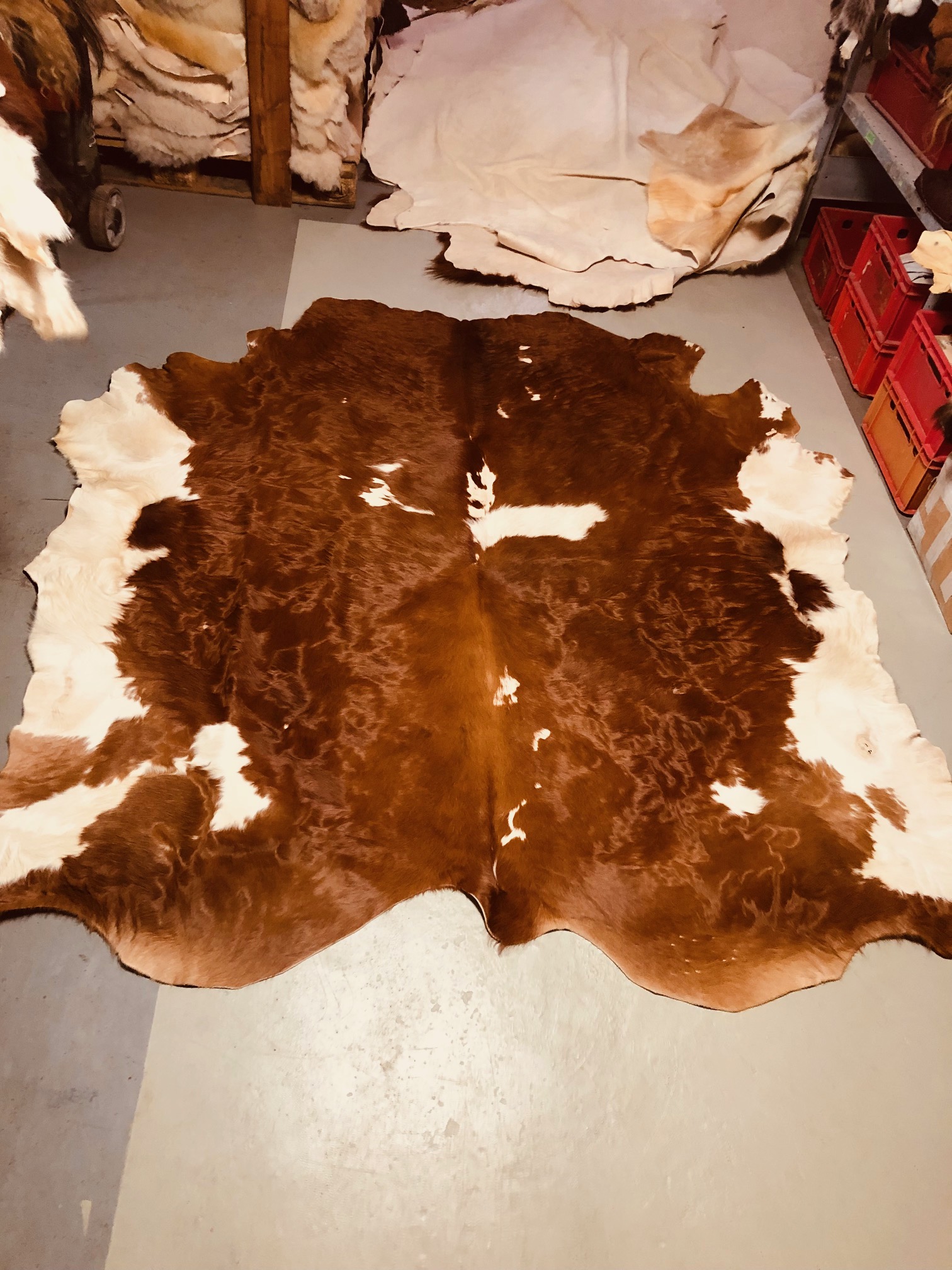 Chromfrei gegerbtes Bullenfell – rotbraun – 220 x 210 cm – mit Kahlstellen - Nr 032