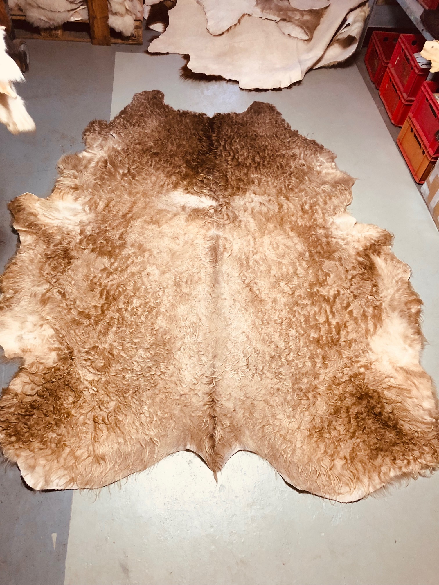 Chromfrei gegerbtes Galloway-Fell – beige – 230 x 175 cm - Nr 034