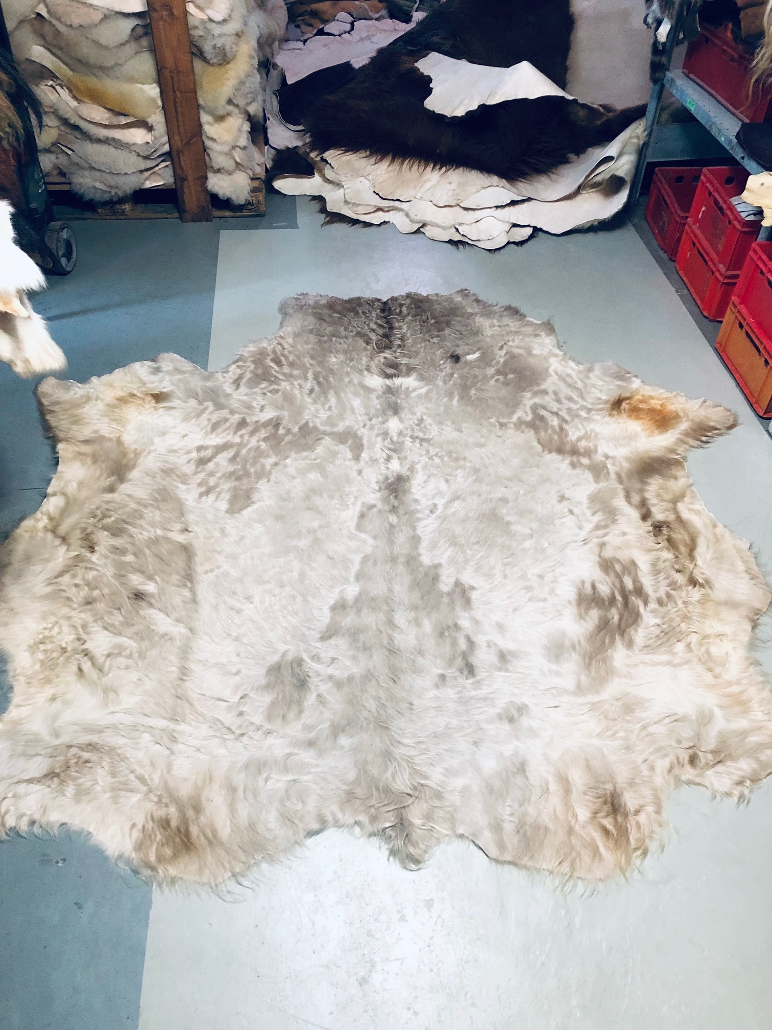 Chromfrei gegerbtes Galloway-Fell – grau – 205 x 180 cm - Nr 036