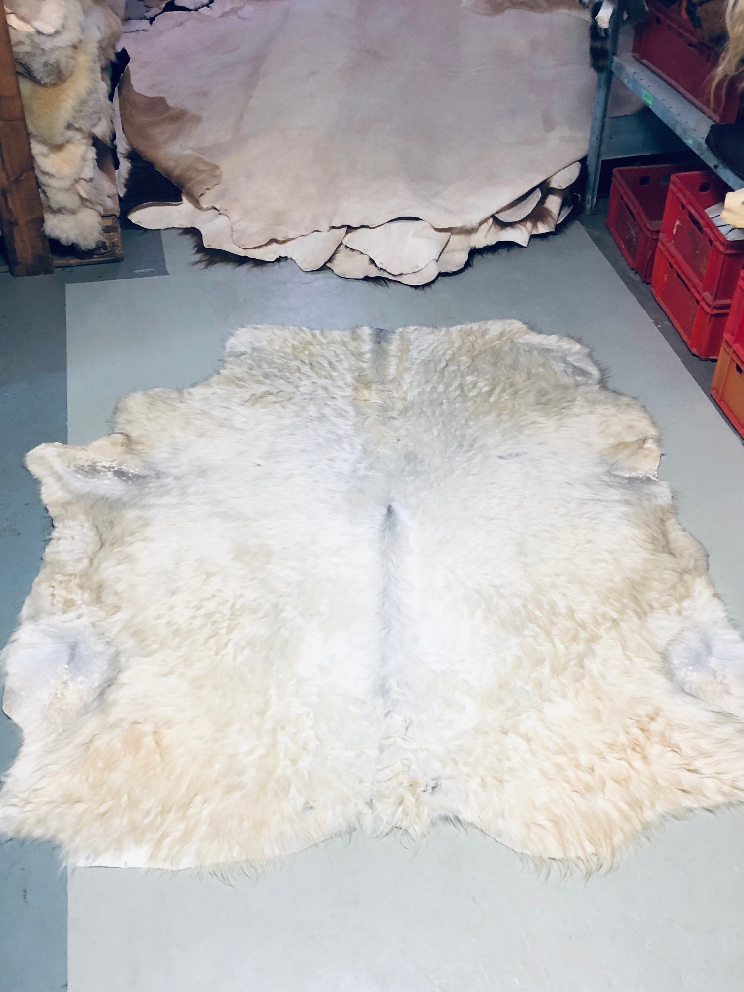 Chromfrei gegerbtes Galloway - cremeweiß - 170 x 155 cm - Nr 041