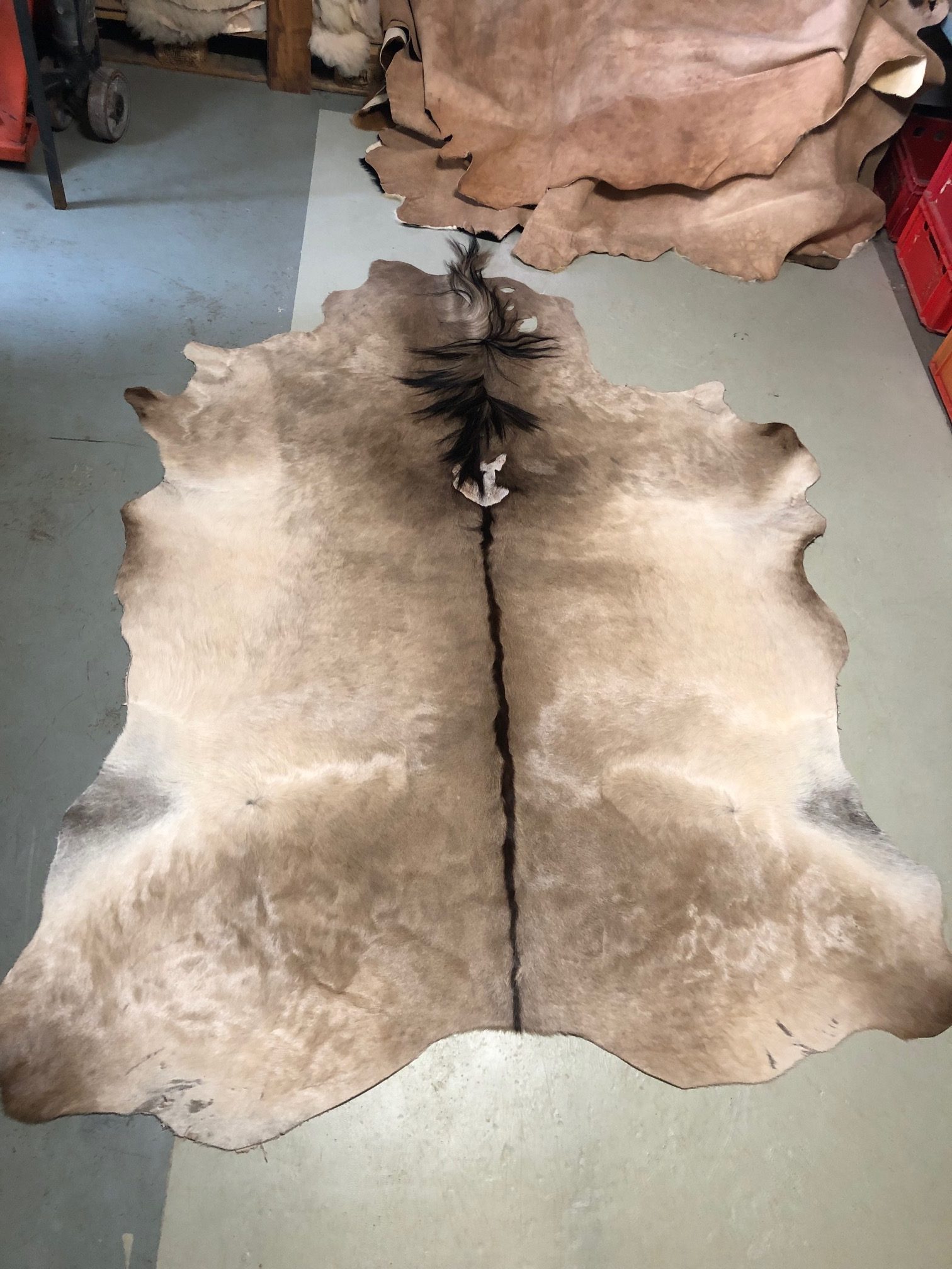 Hochwertig gegerbtes Eselfell (Muli) – grau – 215 x 160 cm – wunderschöne Optik – Nr 008