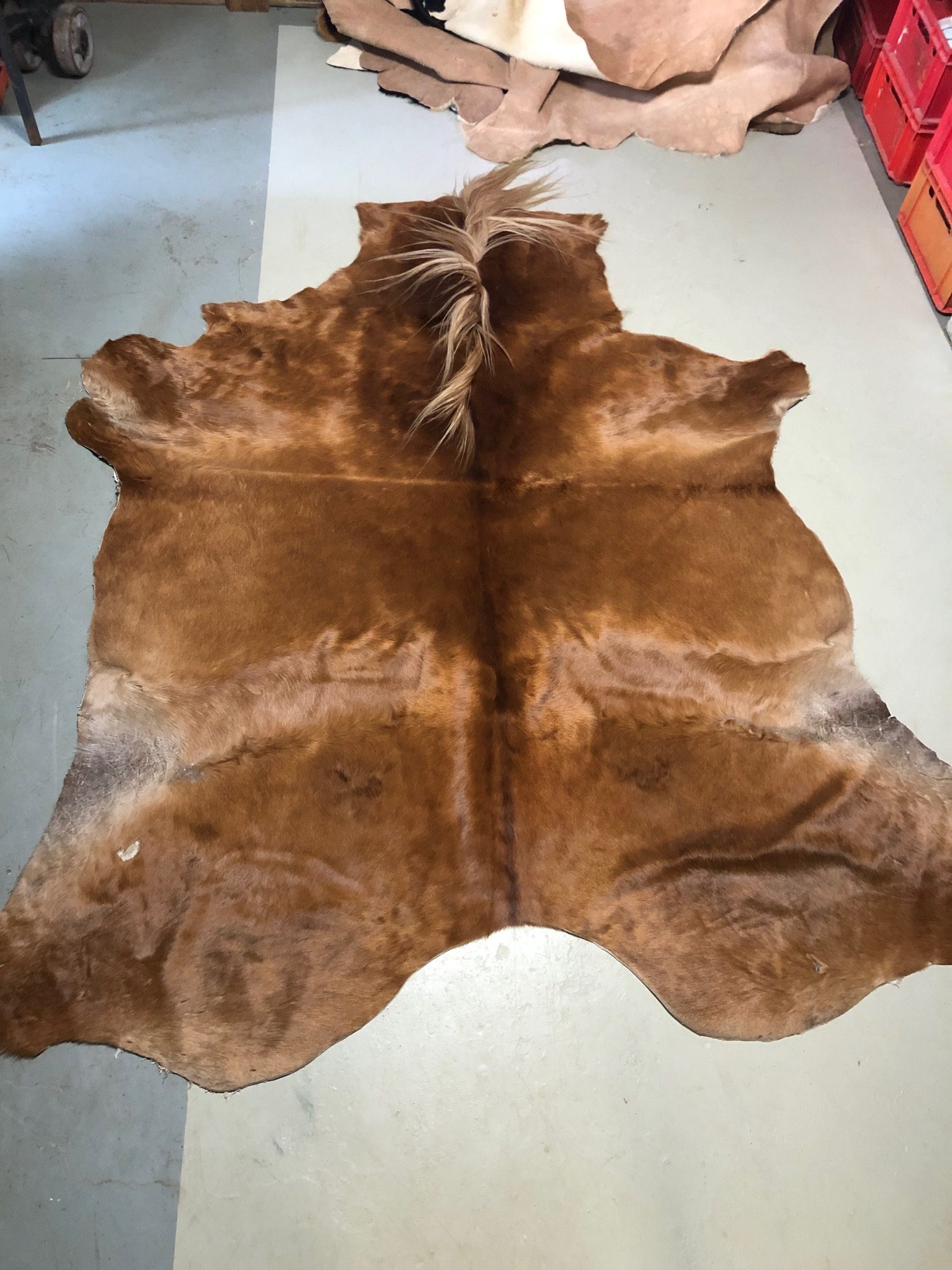 Hochwertig gegerbtes Pferdefell – hellbraun/beige – 220 x 180 cm – wunderschöne Optik – Nr 016