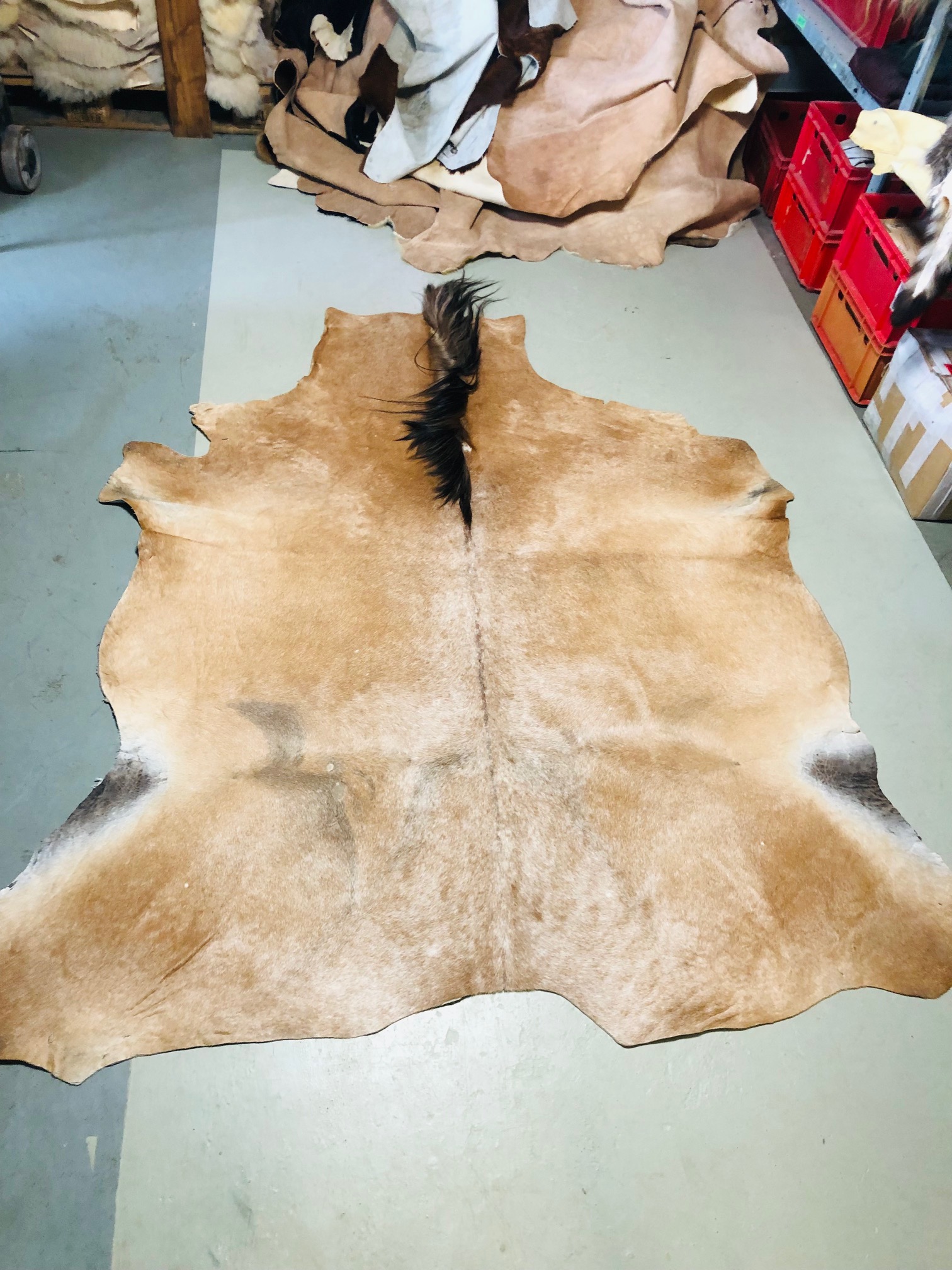 Hochwertig gegerbtes Pferdefell (Haflinger) – hellbraun/schwarz – 190 x 180 cm – wunderschöne Optik - Nr 019