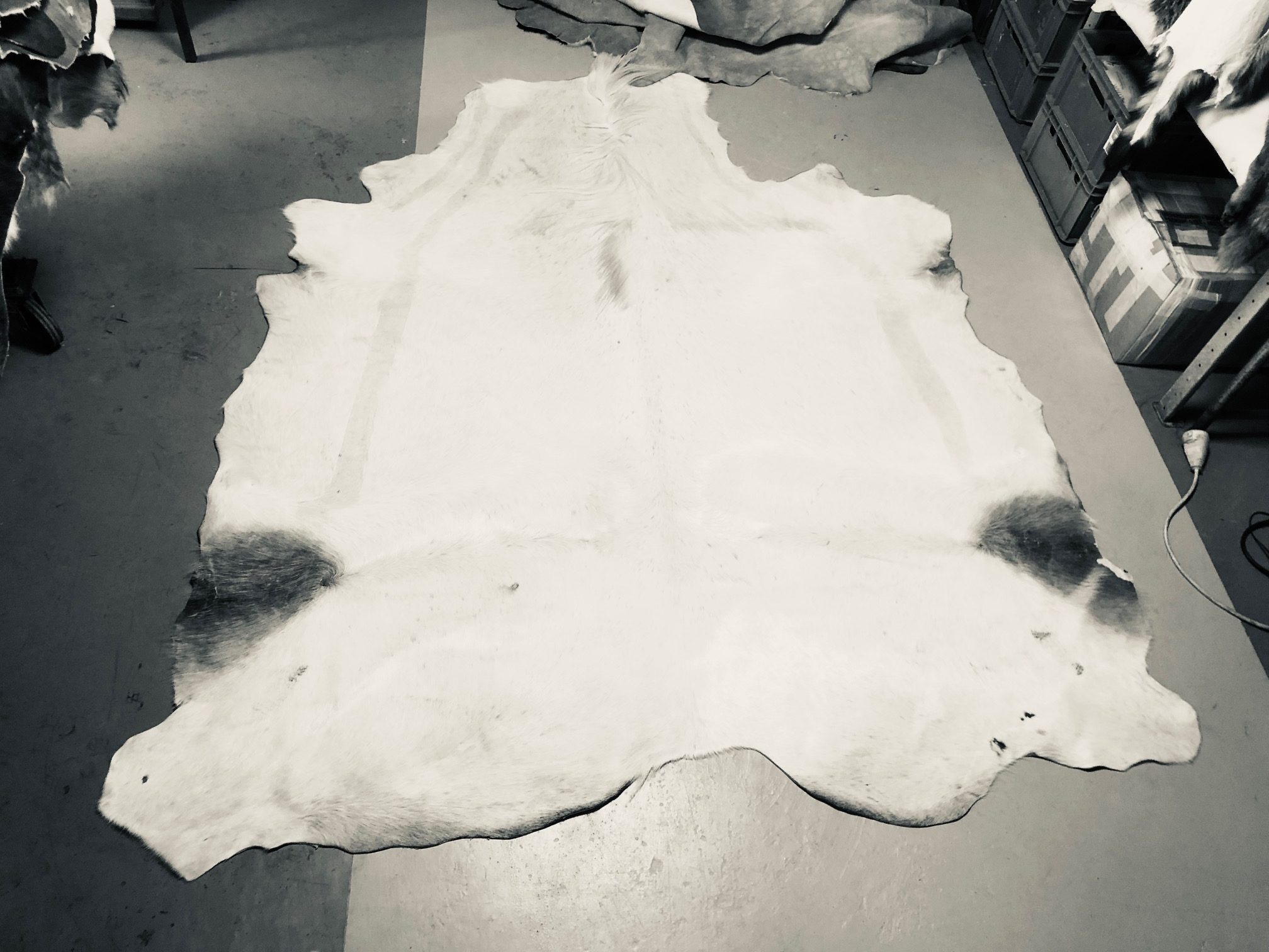 Hochwertig gegerbtes Pferdefell (Schimmel) – weiß – 215 x 200 cm – wunderschöne Optik – Nr. 021