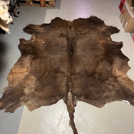 Chromfrei gegerbtes Wisent ( europäischer Bison)-Fell - mit Schwanz  - 200 x 190 cm - Nr 090