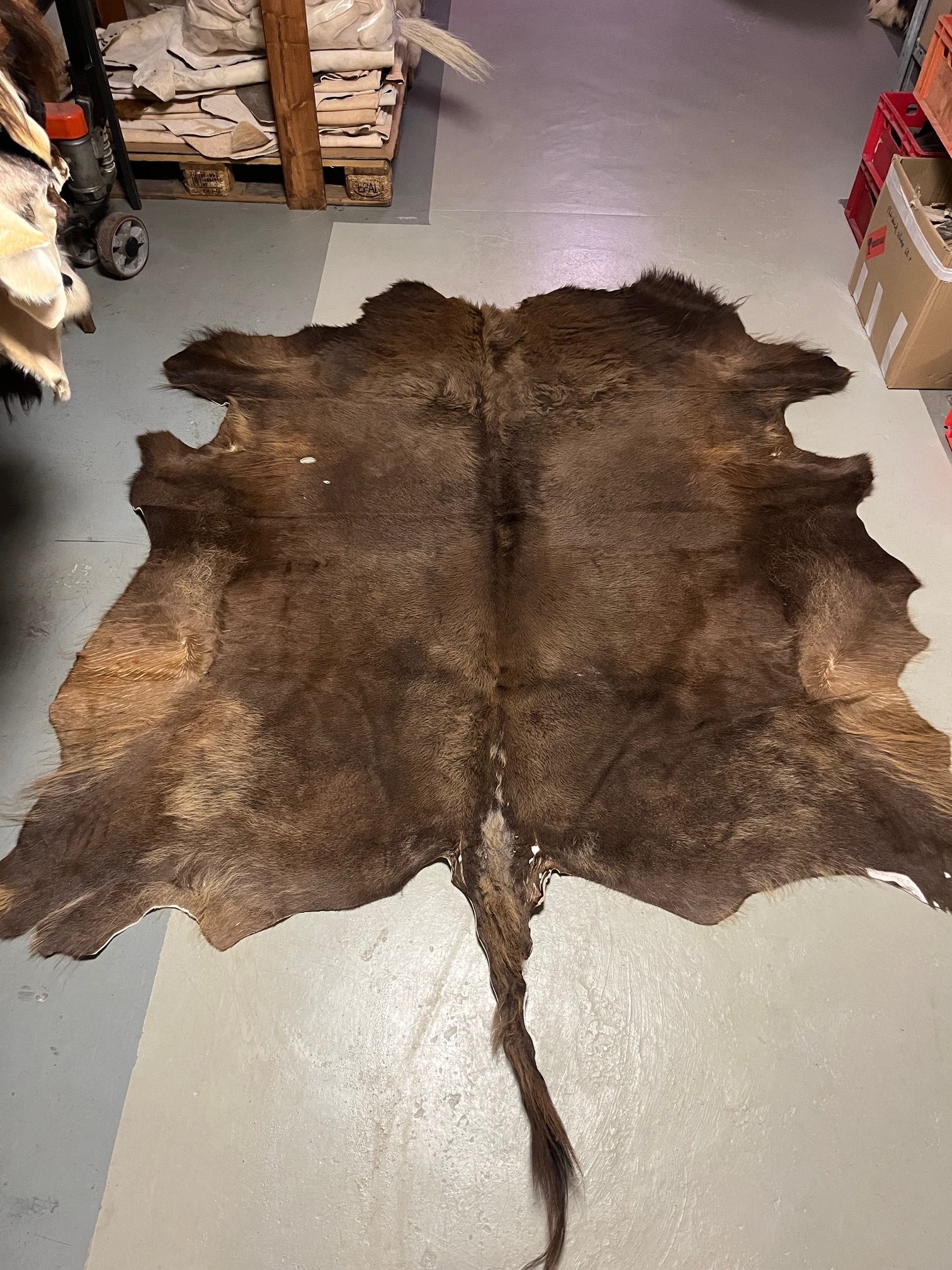 Chromfrei gegerbtes Wisent ( europäischer Bison)-Fell - mit Schwanz - 200 x 190 cm - Nr 090